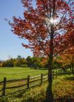 Sunburst In Fall