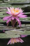 Water Lily