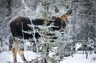 Young Bull Moose