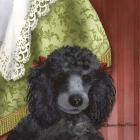 Black Poodle