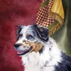 Australian Shepherd