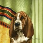 Basset Hound