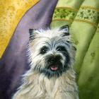 Cairn Terrier