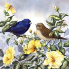 Indigo Bunting