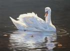 Illuminated Swan