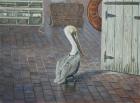 Petes' Pelican