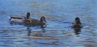 Autumn Outing Mallards