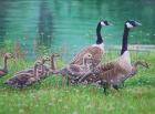 Goose Family Outing