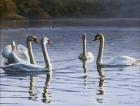 Hanover Swans Five