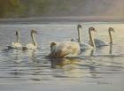 Hanover Swans Six