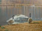 South Carolina Geese