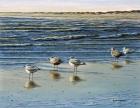 Cape May Herring Gulls