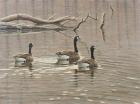 Early Spring Geese Trio