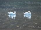 Preening Swans