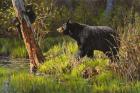 Black Bear