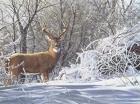 Winter Whitetail