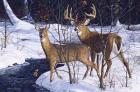 Zone 2 Whitetails