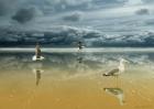 Seagulls on the Beach