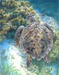 Swimming Turtle