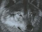 Dark Wolf