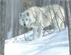 Winter Wolf