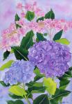 Hydrangea Wonder