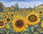 Sunflower Fields