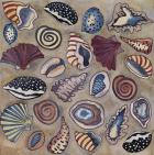 Sea Shells