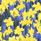 Fertile Rising - Daffodils