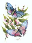 Butterfly in Pink and Blue