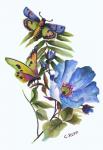 Butterfly on Blue Poppy