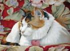 Callie the Calico Cat