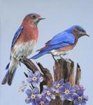 Eastern Bluebird Duo