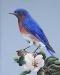 Eastern Bluebird