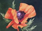 Red Poppy I