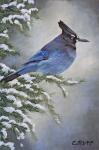 Stellar Jay in Winter