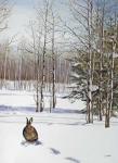 Winter Rabbit