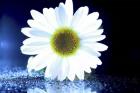 White Daisy