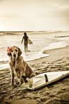 Dog Surfer