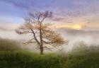 Misty Mountain Tree