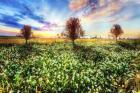 Wildflower Sunset