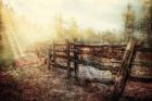 Wood Fences In The Fog