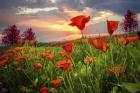 Sunrise Poppies