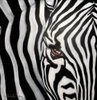 Zebra Face