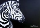 Zebra On Black