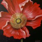 Red Poppy