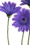 Purple Gerberas 1