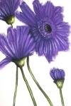 Purple Gerberas 2