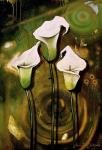 Arum Lilies