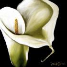 Arum Lily Ii